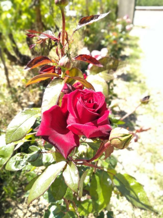 Вілла Rosegarden Самі Екстер'єр фото